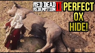 Where To Find an Ox CONSISTENT SPAWN  Red Dead Redemption 2 Perfect Hide Location Guide RDR2 [upl. by Gnoc]