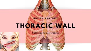 Human Anatomy  Thoracic wall [upl. by Ylus771]