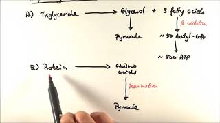 A2 Biology  Respiratory substrates OCR A Chapter 186 [upl. by Aseela694]