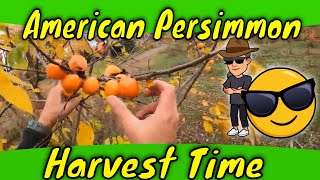 American Persimmon Harvest [upl. by Kenway531]