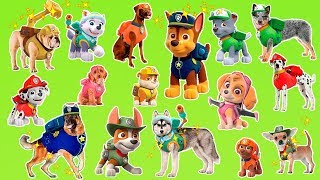 Learn the cartoon dogs breeds  Popular cartoon dogs from Paw Patrol [upl. by Rimaa]