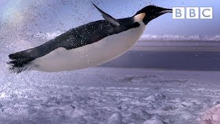 How does a penguin launch itself from the sea  The Wonder of Animals  BBC [upl. by Radman480]