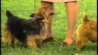 Norwich Terrier  AKC Dog Breed Series [upl. by Enyad281]