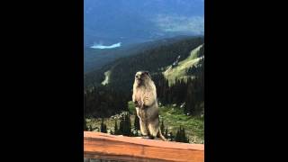 Marmot screaming on Blackcomb Mountain [upl. by Dorreg]