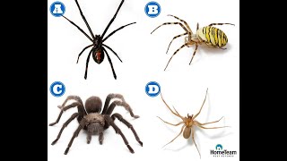 How to Identify Dangerous Spiders  HomeTeam Pest Defense [upl. by Nnylhtak]