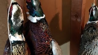 Removing Tendons from Upland Birds [upl. by Arehsat103]