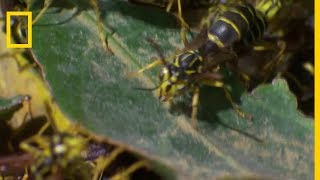 Des fourmis légionnaires sattaquent à des guêpes [upl. by Mears]