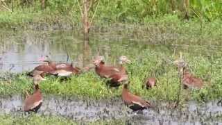 Whistling Ducks Go Wild [upl. by Ares]