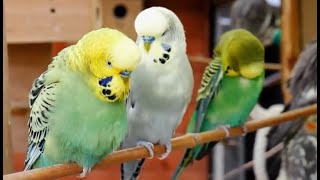 Over 9 hours of Budgies Playing Singing and Talking [upl. by Nahsad136]