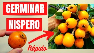 🍊 CÓMO GERMINAR NÍSPERO DESDE SEMILLA  100 EFECTIVO [upl. by Ajed]