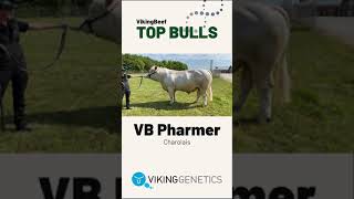 VikingBeef Top Sire VB Pharmer Charolais [upl. by Koffler]