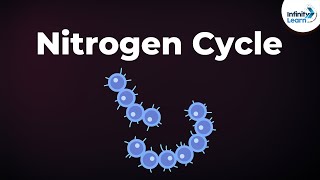 Nitrogen Fixation  Nitrogen Cycle  Microorganisms  Dont Memorise [upl. by Omarr]