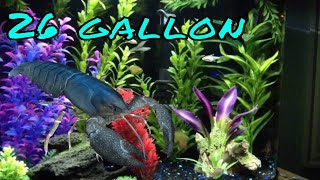 Aqueon 26 gallon bow front aquarium [upl. by Ayihsa]