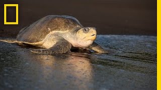 Over 100000 Sea Turtles Nest at the Same Time How  National Geographic [upl. by Nordine]