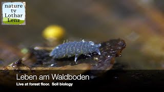 Live on the forest floor Soil biology Leben am Waldboden 30 [upl. by Ahsote]