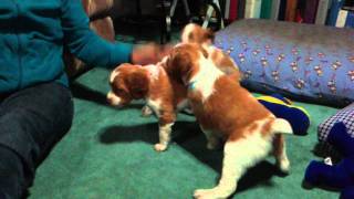 Brittany Spaniel Puppies [upl. by Digirb599]