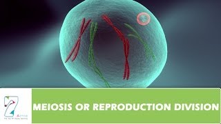 MEIOSIS OR REPRODUCTION DIVISION  PART 02 [upl. by Branden884]