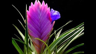 Tillandsia Cyanea [upl. by Dnalro]