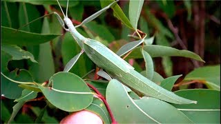 Phasmid  Giant Stick Insect  Leaf Insect  Tropidoderus childrenii [upl. by Marquet]