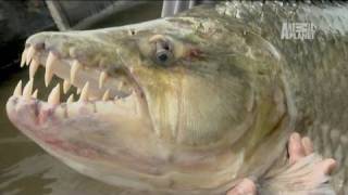 River Monsters 80 lb Piranha [upl. by Inaboy]