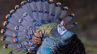 Ocellated Turkeys  The Peacock Of Turkeys [upl. by Dulcle]