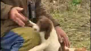 Breed All About It  Brittany Spaniel [upl. by Iht]