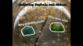 How To Culture Daphnia and Moinas using Green Water Spirulina powder [upl. by Nasho]