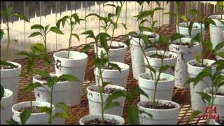 Phytophthora Blight Evaluation on Peppers 01wmv [upl. by Nalaf]