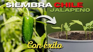 Como SEMBRAR CHILE JALAPEÑO en MACETA 🌶 Ají 🌱 [upl. by Daniell]