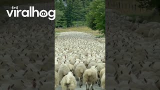 Rush Hour in New Zealand  ViralHog [upl. by Amik]