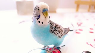 3 Hour Budgie Sounds or Parakeet sounds [upl. by Eejan320]