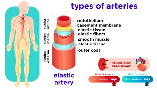 The Circulatory System Part 2 Blood Vessels [upl. by Horodko945]