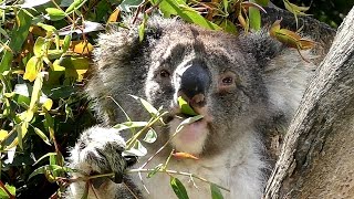 Koala Phascolarctos cinereus at a Wildlife Park [upl. by Nadabas]