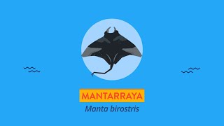 Mantarraya  Videos educativos para niños [upl. by Trometer]