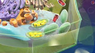 PLANT CELL  3D Explained [upl. by Nissy324]