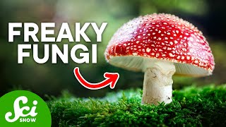 The Craziest Fungi On Earth Today [upl. by Nylaroc]