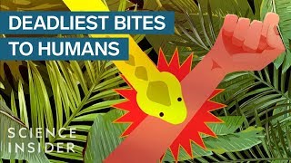 The Deadliest Venomous Animals In The World [upl. by Tega]