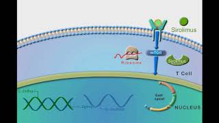 General Immunosuppressants animation video [upl. by Haletky]