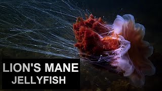 LIONS MANE JELLYFISH  Cyanea capillata  The giant jellyfish or the hair jelly [upl. by Oileduab]