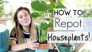 How To Repot Houseplants  Repotting Houseplants [upl. by Odnomra626]