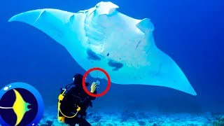 9 Curiosos datos sobre LA MANTARRAYA El Pez 🐠 [upl. by Bartolomeo]