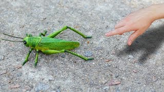 GIANT GRASSHOPPER [upl. by Guod]