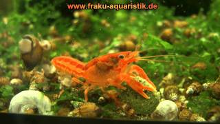 cpo zwergkrebs 1  cambarellus patzcuarensis orange dwarf crayfish [upl. by Eidok774]