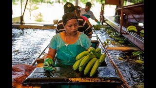 Come On In to Coobana Fairtrade Banana Plantation  Fairtrade [upl. by Ailices724]