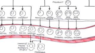 Haematopoesis and Myeloproliferative Disorder  Overview [upl. by Nnaycart]