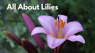 All About Lilies  Different Lily Types for Your Flower Garden [upl. by Anasus]