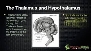 028 The Thalamus and Hypothalamus [upl. by Ynohtnaluap]