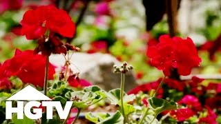 How to Plant Geraniums  Gardening Tips  HGTV [upl. by Krefetz663]