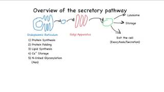 Overview of the secretory pathway [upl. by Els]