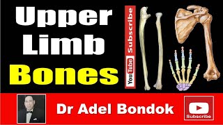 Upper Limb Bones Osteology Dr Adel Bondok Making Anatomy Simple [upl. by Selima]